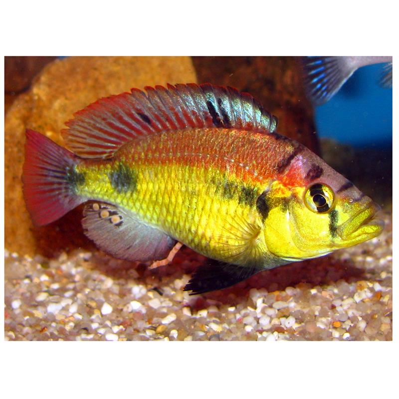 Haplochromis cribensis - imagine 5